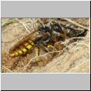 Philanthus triangulum - Bienenwolf w37b beim Nestbau - Sandgrube Niedringhaussee.jpg